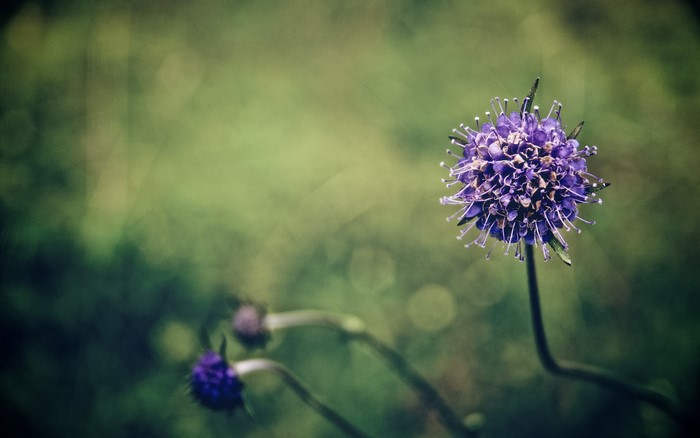 Purple flower with depth of field