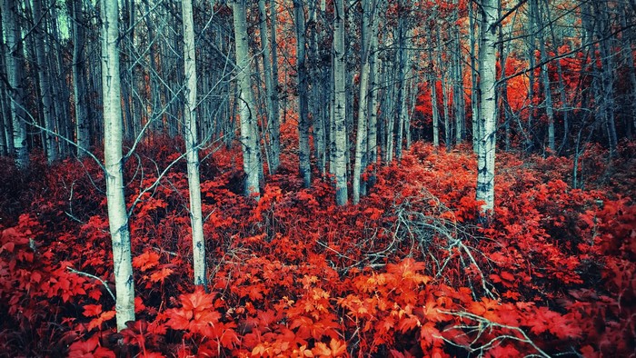 Forest with red leaves and birch trees