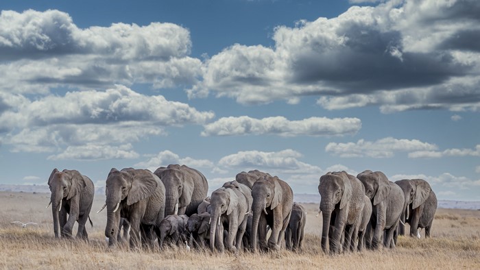 Herd of elephants walking in a savanna under clouds