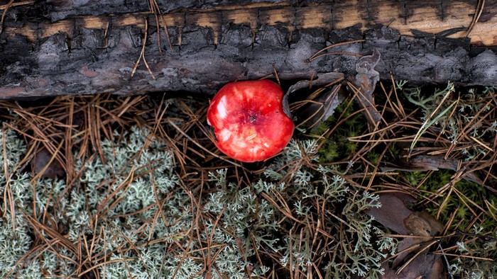 Red mushroom on forest floor with pine needles and lichen