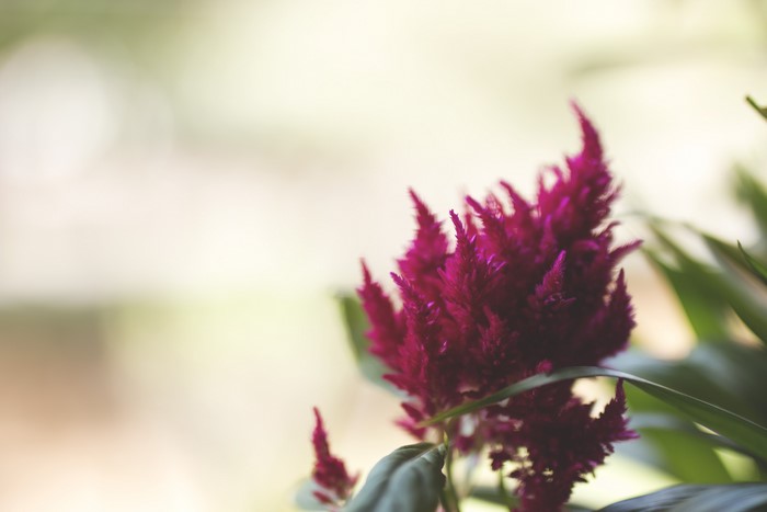 4K Celosia flower in nature