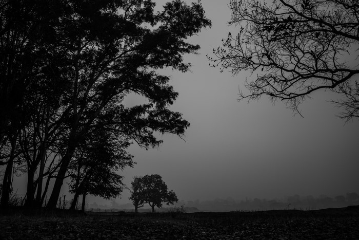 Dark monochrome landscape with trees and mist