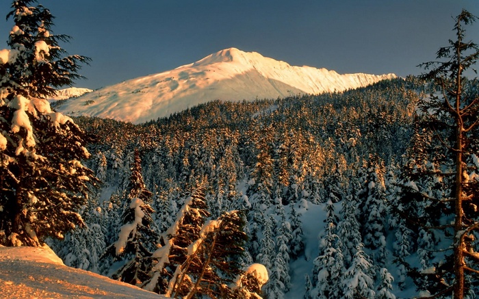 Snow-covered mountain peak above a pine forest at sunset