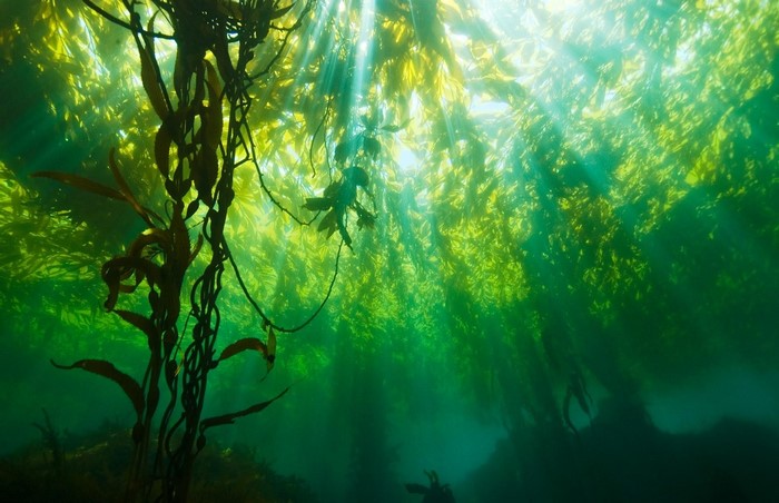 Underwater kelp forest with sun rays