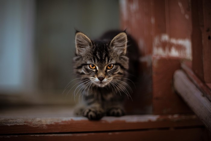 Tabby kitten with orange eyes