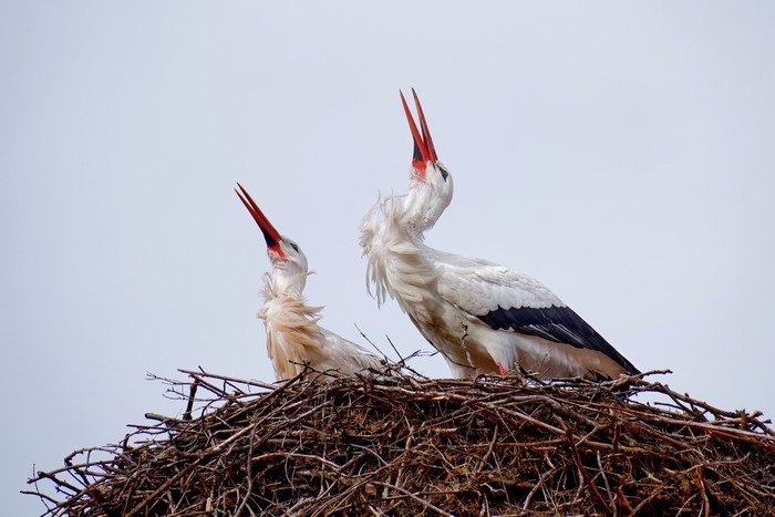 Two storks in a nest calling out