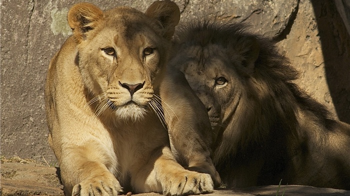 Two lions resting near a rock wall