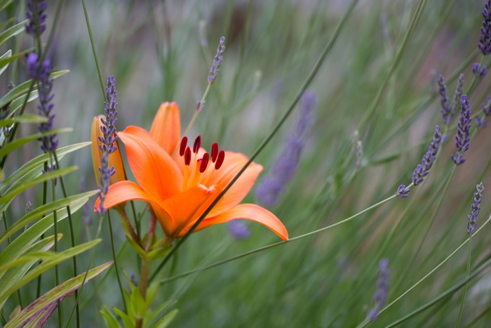 Orange lily flower with lavender