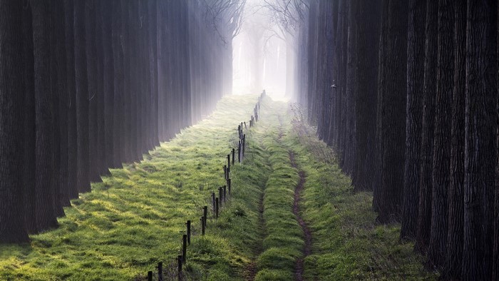 A misty path through a forest with a fence