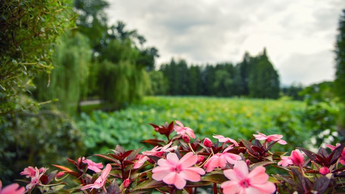 Pink impatiens flowers in a garden with depth of field