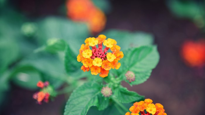 Close-up of colorful Lantana flowers