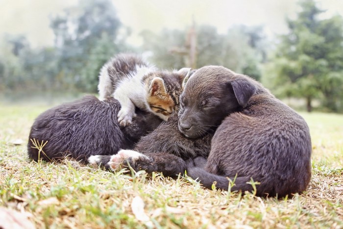 Puppies and kitten sleeping together outdoors