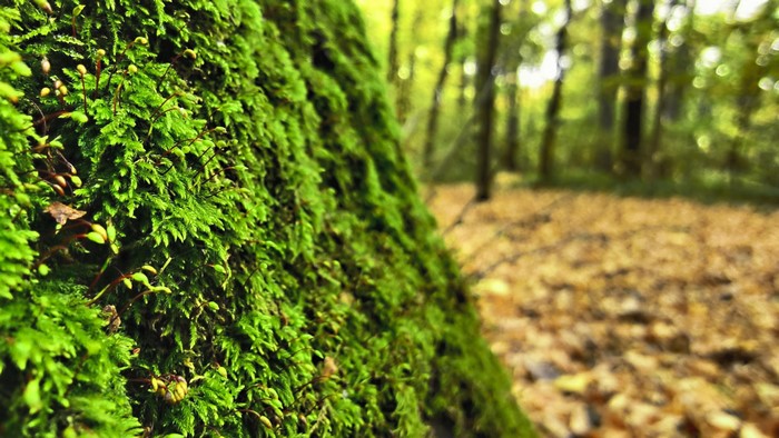 Moss on a tree trunk in a forest during fall