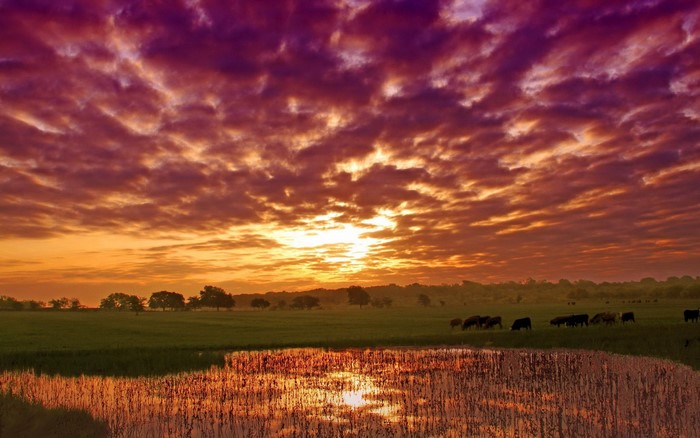 Sunset over a field with cows and a pond