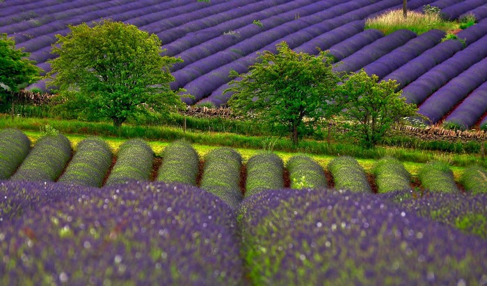 Lavender fields with trees and stone wall