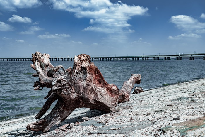 Driftwood on a beach with a bridge in the background