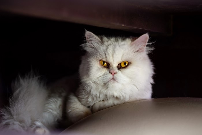 White Persian cat with yellow eyes looking forward