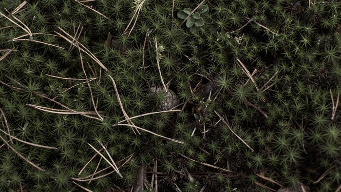 Forest floor with moss and pine needles