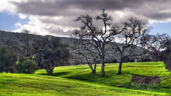 Bare trees on a grassy hill under a cloudy sky