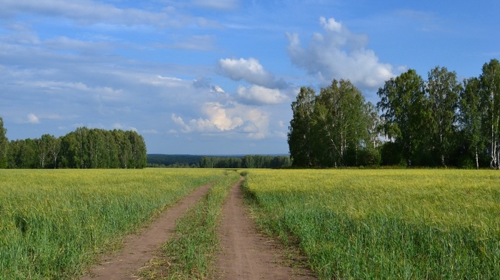 Dirt road through a green field with trees
