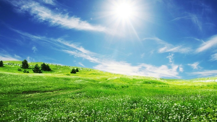Sunny green hills with scattered trees and white flowers