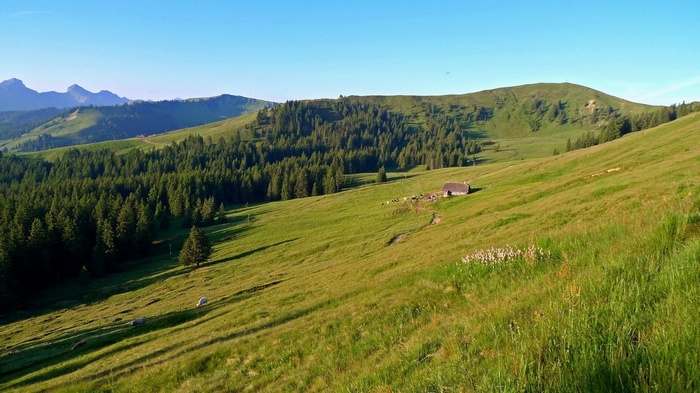 Alpine meadow with a small hut and sheep
