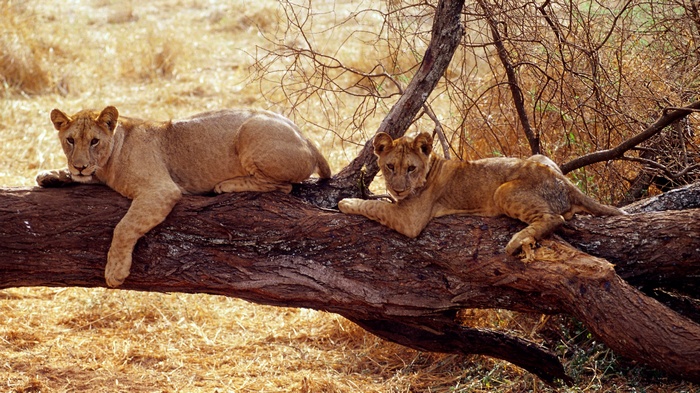 Two young lions resting on a fallen tree