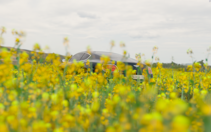 Bentley Continental GT in a field of yellow flowers