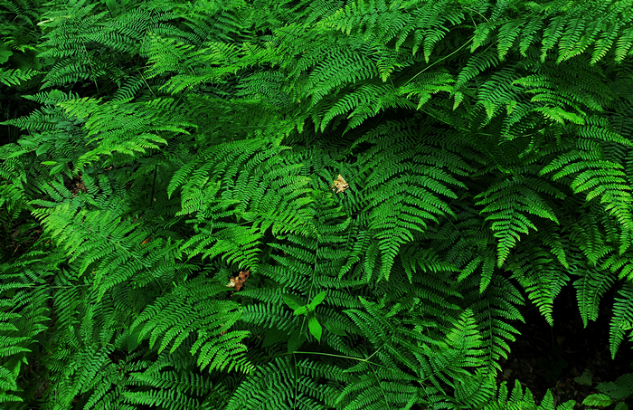 Green ferns in a forest