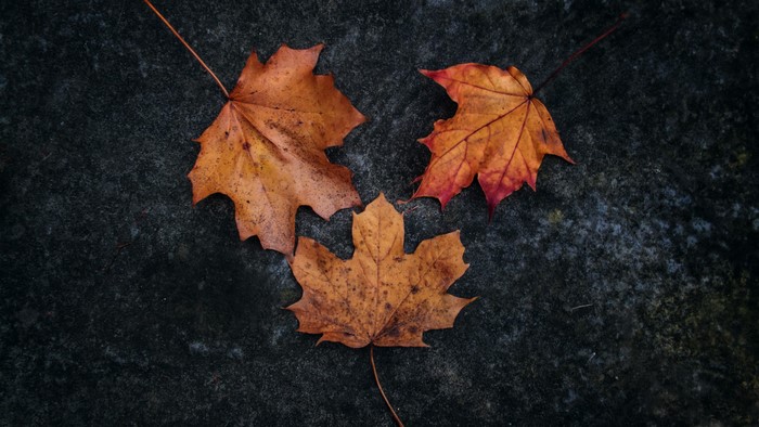 Three autumn maple leaves on a dark surface