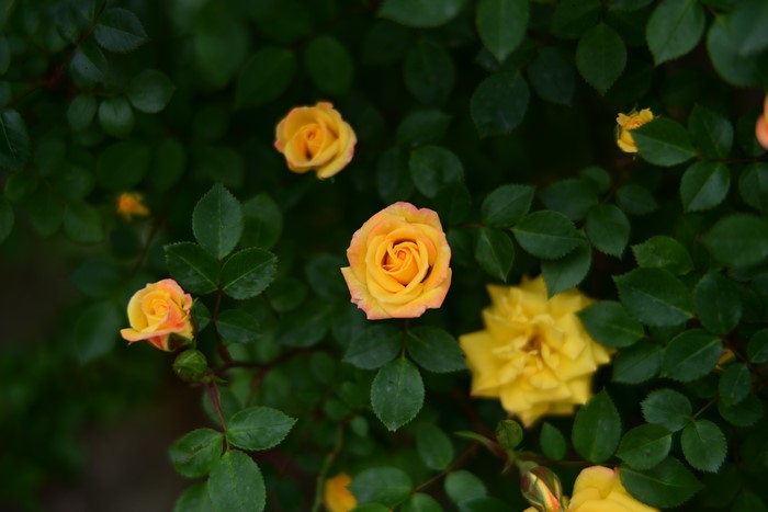 Yellow and orange roses in a garden
