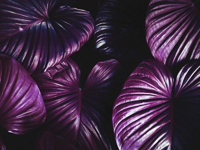 Purple leaves with dark background