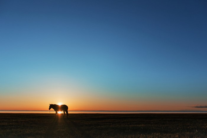 Horse silhouetted against a sunset over a field
