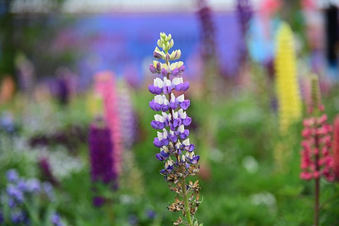 Colorful lupine flowers in a garden