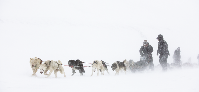 Dog sled team pulling sled through a snowstorm