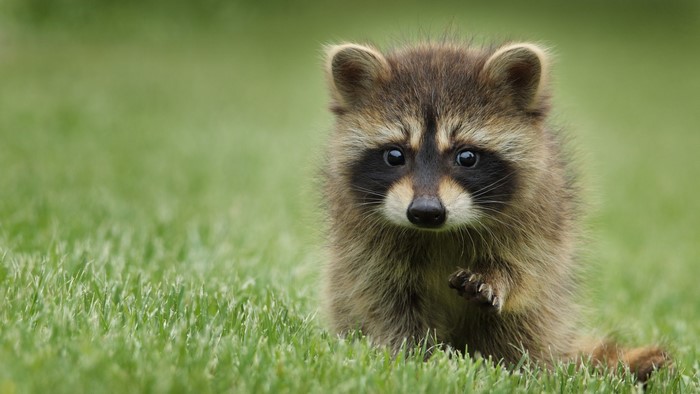 Baby raccoon sitting in green grass