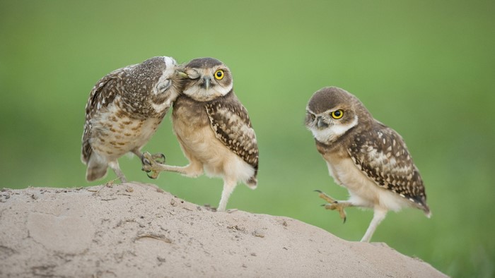 Three burrowing owls interacting on a sandy mound