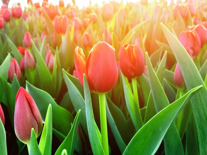Red tulips in sunlight