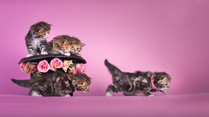 Four tabby kittens in a hat with flowers
