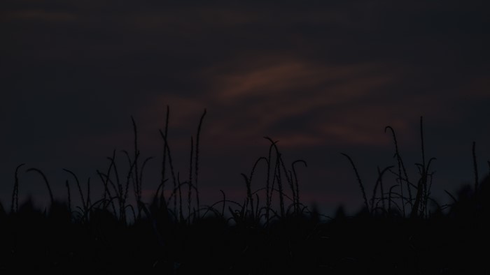 Dark sky with clouds over a field of plants