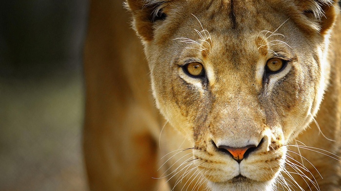 Close-up of a lioness's face