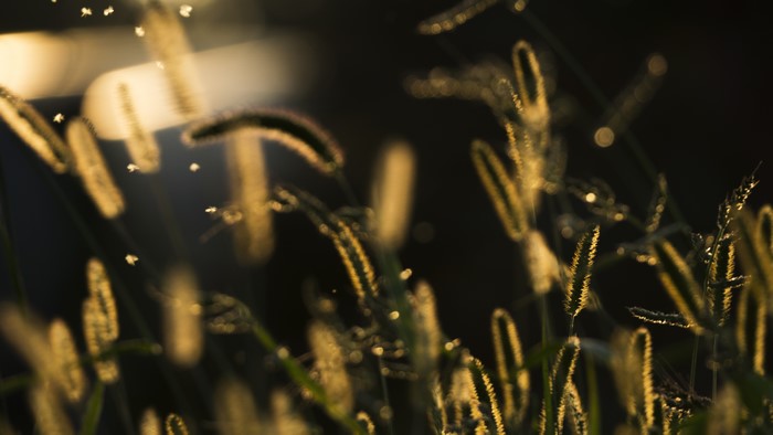 4K Wheat Plants in Sun