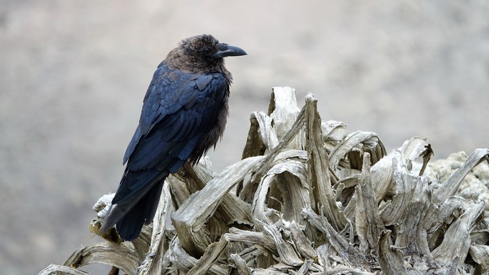 Crow perched on driftwood