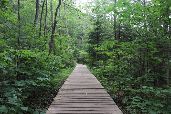 Wooden boardwalk through a green forest