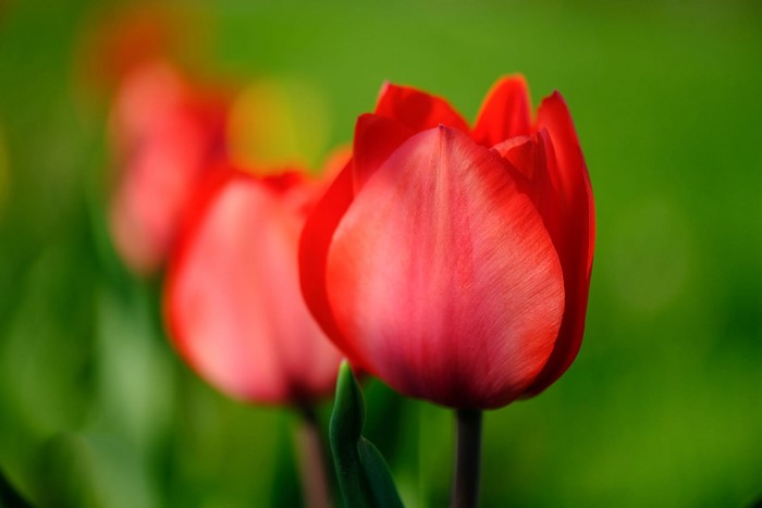 Red tulips in a garden
