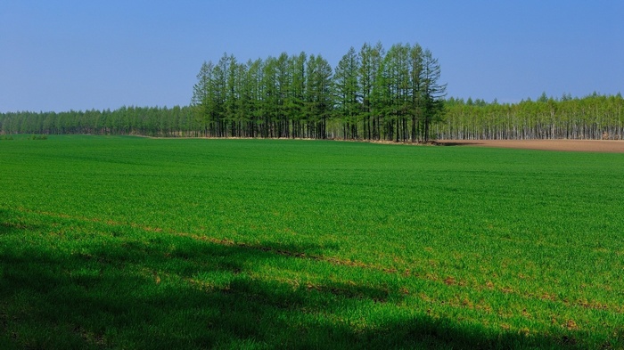 Green field with trees and blue sky