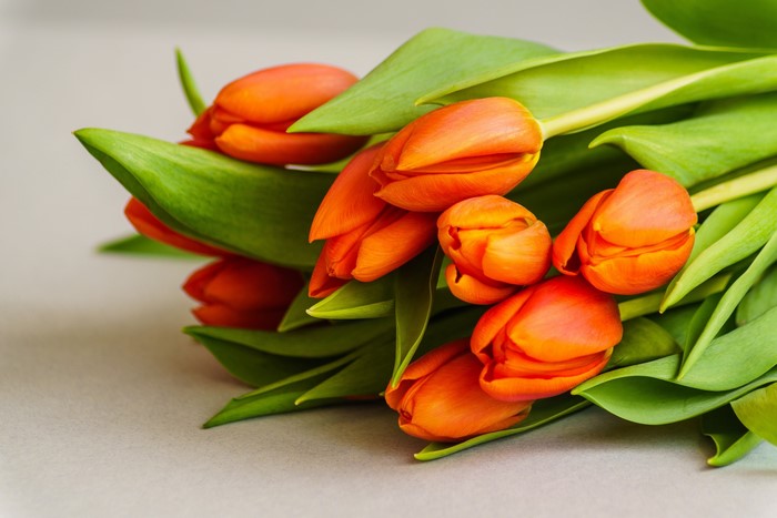Orange tulips with green leaves on a gray surface