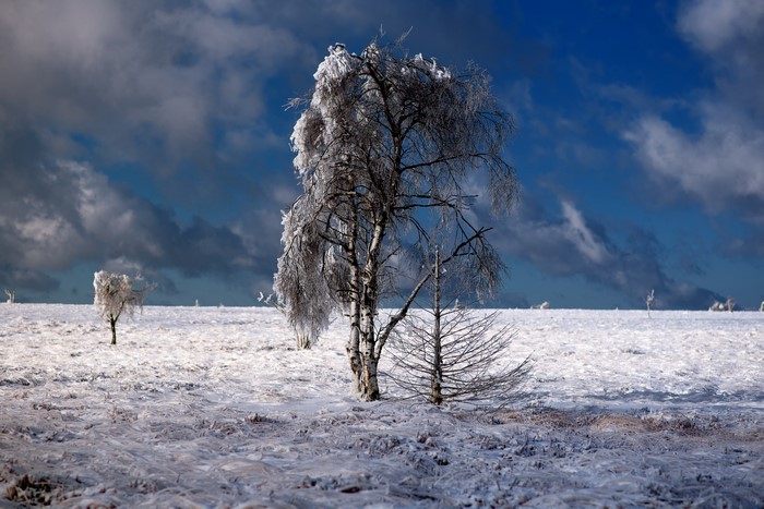 Trees covered in ice and snow under a cloudy sky