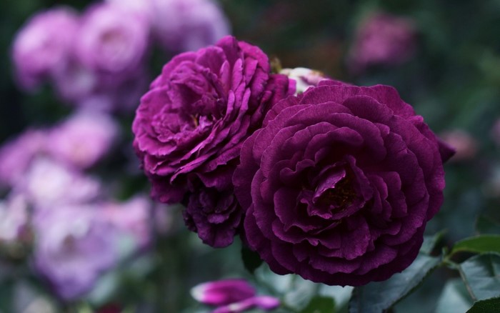 Two deep purple roses in bloom