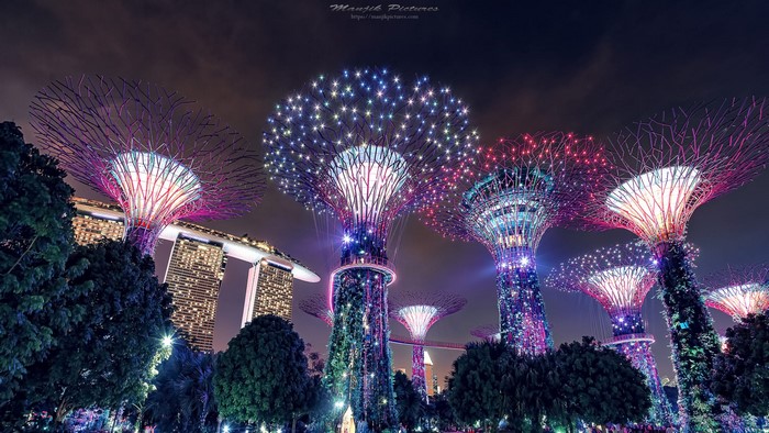 Gardens by the Bay Supertrees at night, Singapore